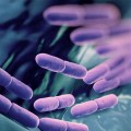 Probiotic